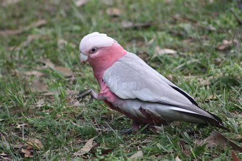 5 Pink Pet Bird Species Youll Love With Pictures Pet Keen