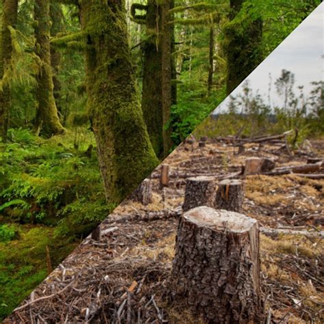John Horgan Stop The Destruction Of Bcs Old Growth Forests
