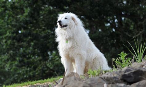 Great Pyrenees Breed: Characteristics, Care & Photos | BeChewy
