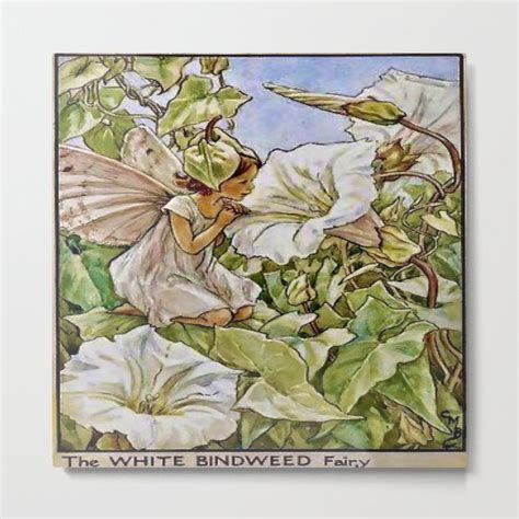 The White Bindweed Fairy By Cicely Mary Barker 1920 Metal Print