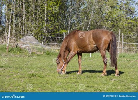 A Brown Horse Eating Grass In A Green Field In Finland Stock Photo