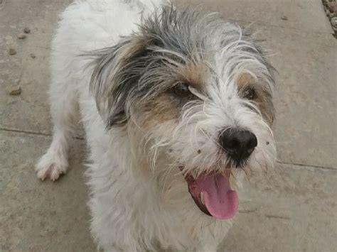 bobby  year  jack russell fox terrier perthshire abandoned dog society rehoming