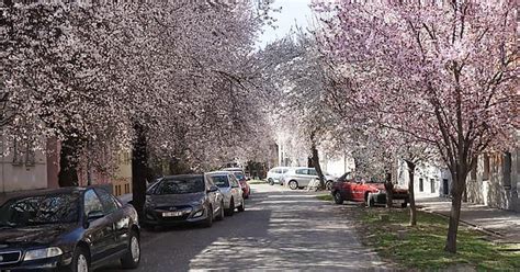 Osijek Cherry Blossoms Album On Imgur
