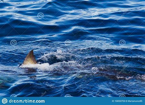 Great White Shark Fin Above Water Stock Image Image Of Fear Liquid
