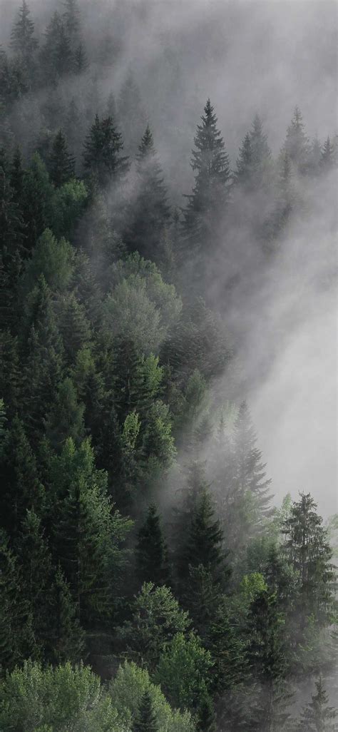 Iphone Foggy Forest Wallpaper Ixpap Landscape Wallpaper Tree