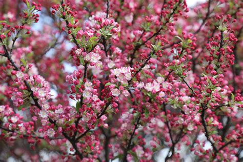 Make a big impact with a southern tree that's bursting with colorful buds. Common Types of Trees in Chicago, IL & Northwest Suburbs