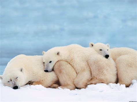 Endangered Species Polar Bear