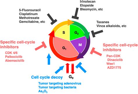 Cancers Free Full Text Fucci Real Time Cell Cycle Imaging As A