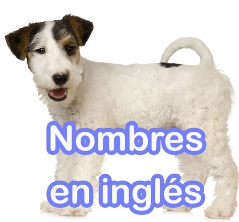 200 Nombres De Perros En InglÉs Con Significado ¡te Encantarán
