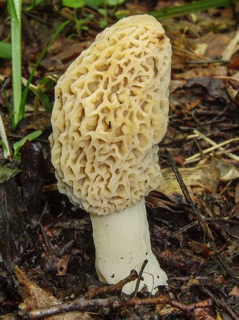 Top 30 Morel Mushrooms In Nc Best Round Up Recipe Collections
