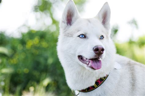 Skill Wiring The Best White Husky Puppy With Blue Eyes For Sale Ideas