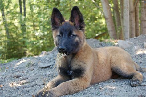 Belgian shepherds become bored, frustrated, and prone to obsessive behaviors without something to do. Belgian Shepherd Tervuren, young - Dogs wallpapers: 3008x2000