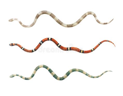 Watercolor Set Of Snakes Isolated On White Background Stock