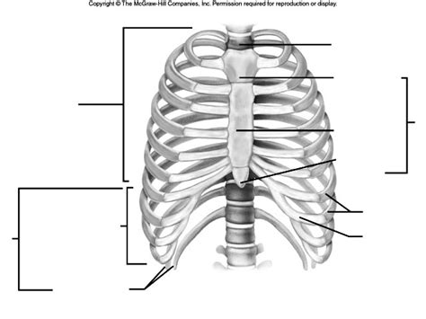 8 Best Images Of Rib Cage Worksheet Rib Cage Diagram Unlabeled Right