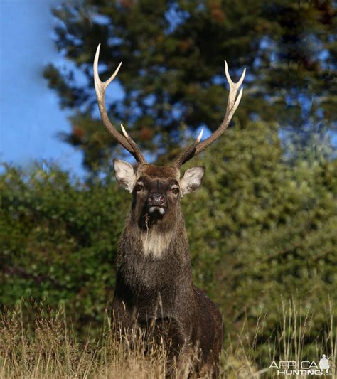 Sika Deer In New Zealand