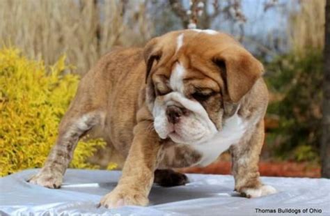 8 Rarest English Bulldog Colors
