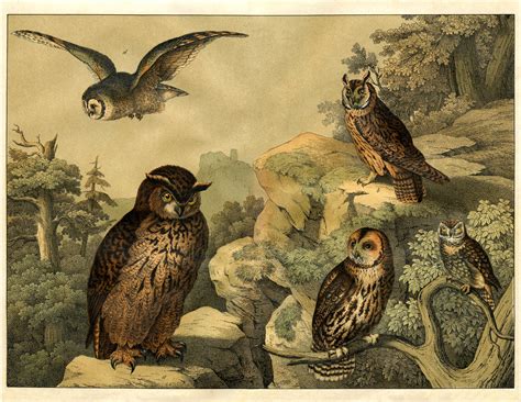 Wonderful Natural History Owls Print The Graphics Fairy
