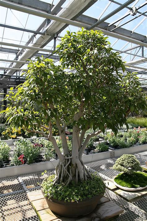 Real Indoor Ficus Tree