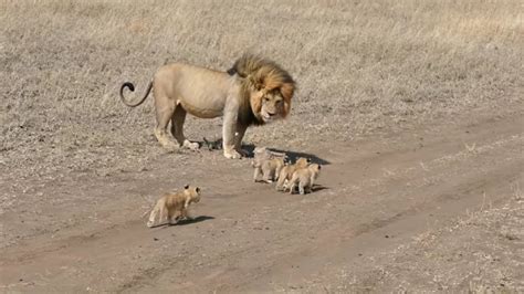 Lion Tries To Escape From Cubs Almost Got Away At End Youtube