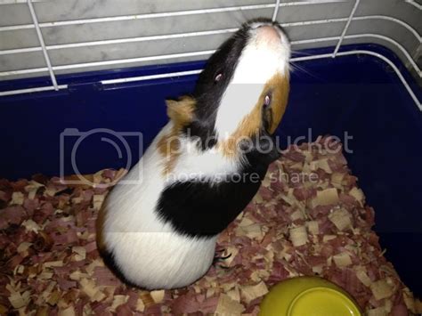 Calico Guinea Pig Pictures Images And Photos Photobucket