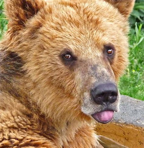 Grizzly Bear Cub By Radicaun On Deviantart