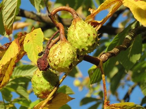 Free Images Nature Branch Prickly Fruit Leaf Flower Food Green