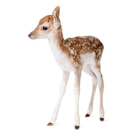 Royalty Free Baby Deer Pictures Images And Stock Photos Istock