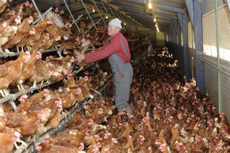 La fin des aides à l export pour les volailles françaises fait peur aux
