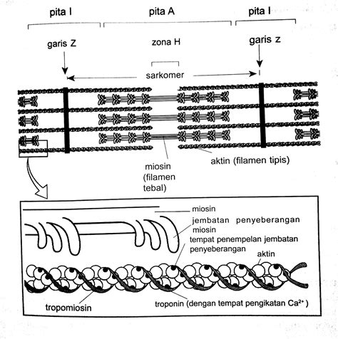 Struktur Otot Rangka Manusia Sel Otot Dan Miofibril