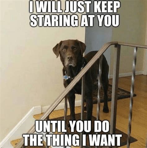 Dog Memes Satisfying The Doggo Obsession Schwarzer Labrador Retriever