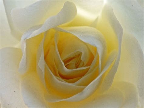 Free Images Blossom White Flower Petal Floral Love Romantic