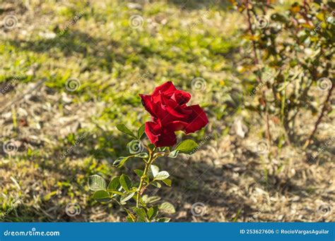 Red Chinese Rose Plant Known As Rosa Chinensis Jacq Stock Photo
