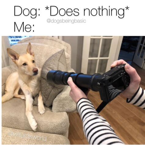 The 10 Funniest Dog Memes Of All Time