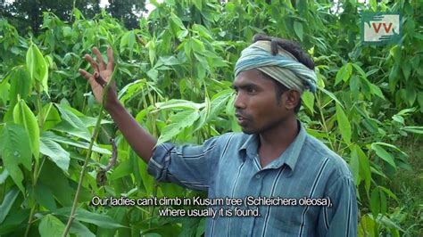 Lakh Cultivation In Odisha Mamta Reports For Indiaunheard Youtube