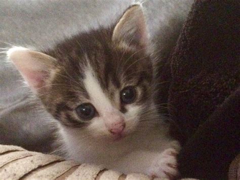 Girl And Boy Kittens Looking For Loving Homes In Erith London Gumtree