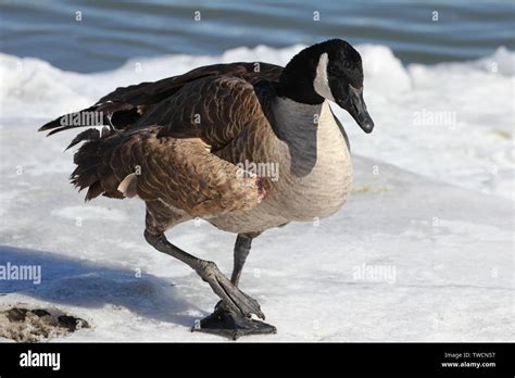 Canadian Goose Preening Hi Res Stock Photography And Images Alamy