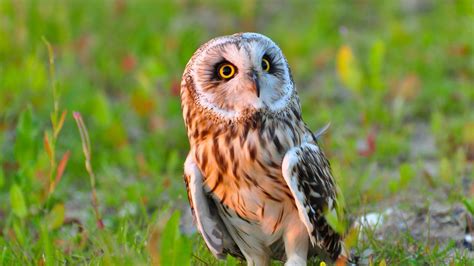 Wallpaper Owl Bird Predator Grass Hd Picture Image