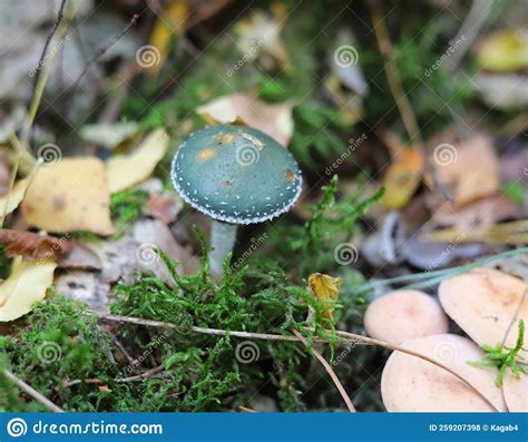 Stropharia Aeruginosa Commonly Known As The Verdigris Agaric Stock