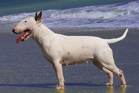 Bull Terrier Wikiwand