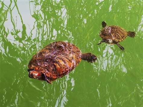 Two Turtles Small And Large Swim In Bright Green Water In A Pond Stock