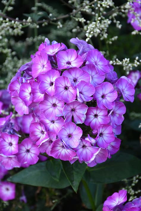 Volcano® Purple With White Eye Garden Phlox Phlox Paniculata