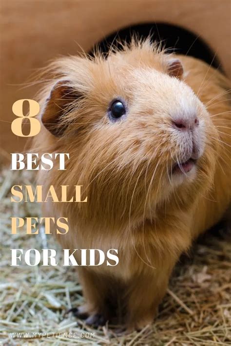 The Best Small Pets for Kids & Things You Need to Consider ...