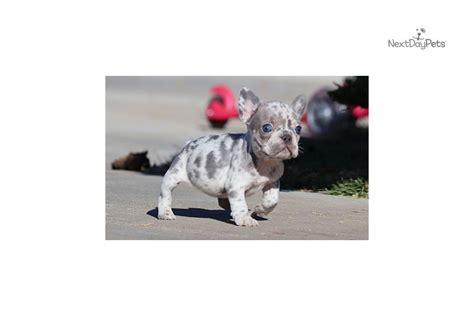 French bulldogs have erect bat ears and a charming, playful disposition. Akc Lilac Merle: French Bulldog puppy for sale near Los ...