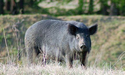 Texas Feral Hogs Must Do Winter Hunt Getaway Huntstand