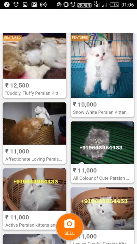 👑 royal kerala cattery 👑 proudly announcing our russian import wcf certified maine coon boy mr:van damme (best in show, wcf international cat show moscow 2019). What is the cost of a Persian cat in India? - Quora