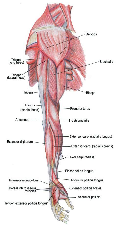 Pectoral muscles lie in the chest and exert force through the shoulder to move the upper arm. Anatomia - Braço | Arm muscle anatomy, Muscle anatomy, Arm ...