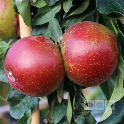 Check spelling or type a new query. Waltz - Ballerina Apple Tree | Ballerina apple tree, Apple ...