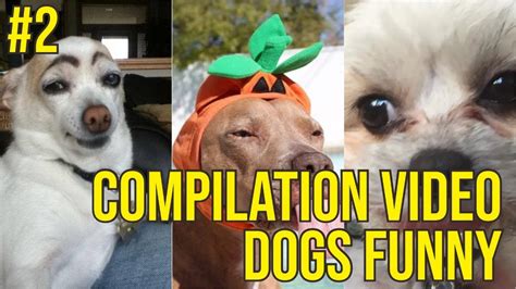 Funny Dogs Compilation Funny Videos Myanimalfb 2 Youtube