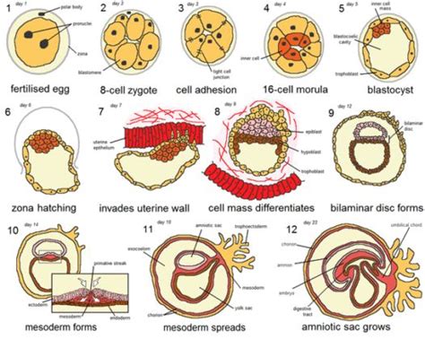 Desarrollo Embrionario Etapas Y Sus Caracter Sticas Periodo Embrionario Embriologia Humana