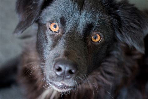 Free Images Puppy Pet Close Up Black Dog Nose Snout Head